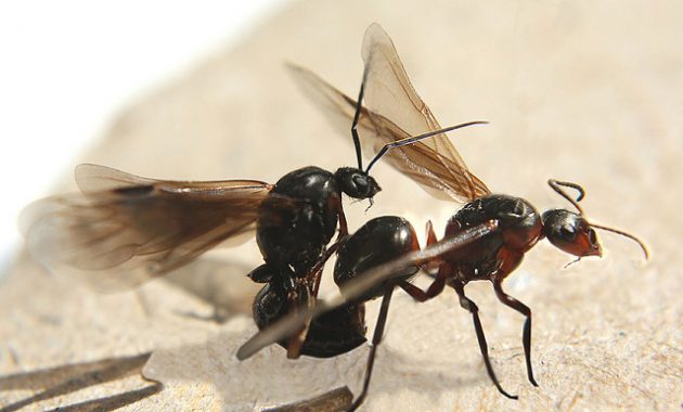 An In Depth Look At Ants With Wings