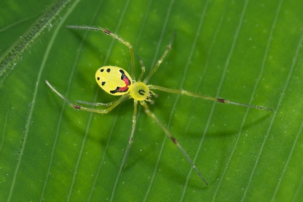 creepiest looking animals in the world