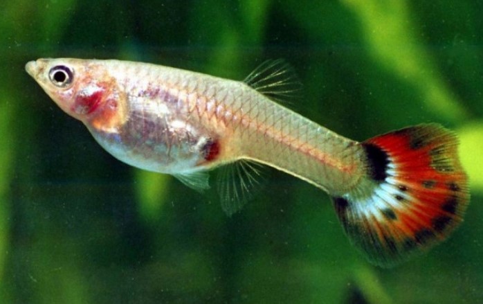 Different Types of Guppies In The World