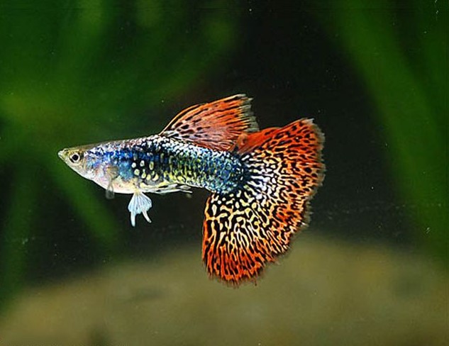 Different Types of Guppies In The World