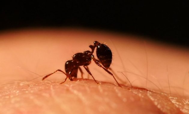 The Truth About Fire Ant Bites | Fire Ants