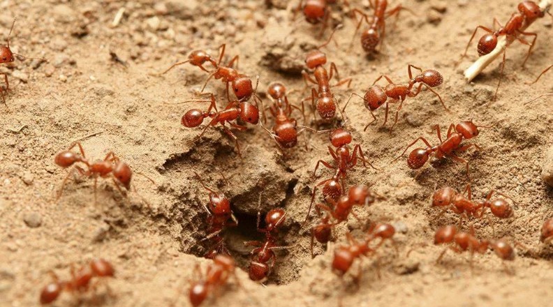 The Truth About Fire Ant Bites | Fire Ants