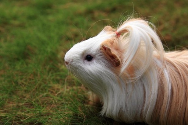 Different Types of Guinea Pig Breeds.