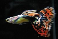 Fundamentals Of Guppy Care