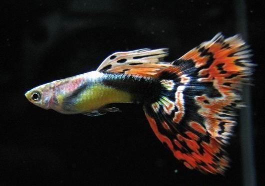 Fundamentals Of Guppy Care