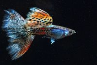 Common Methods How to Control Guppy Population