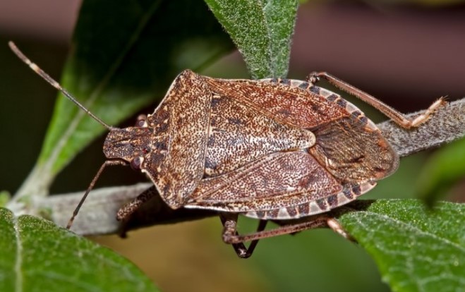 smelliest animals in the world