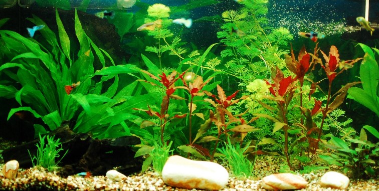 Ideal Water Parameters for Your Guppies