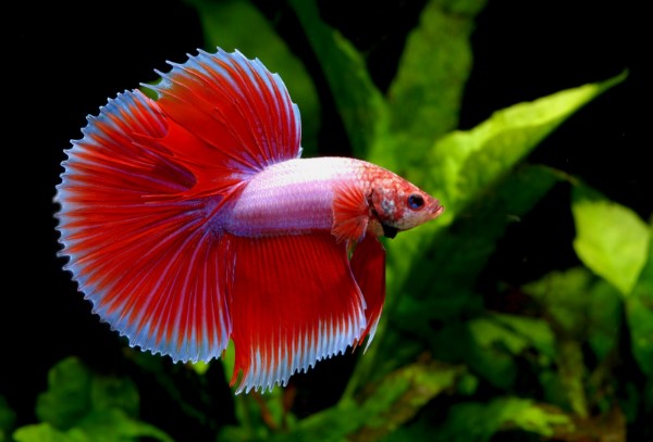 types of betta fish