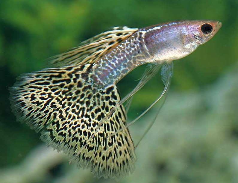 Different Types of Guppies In The World