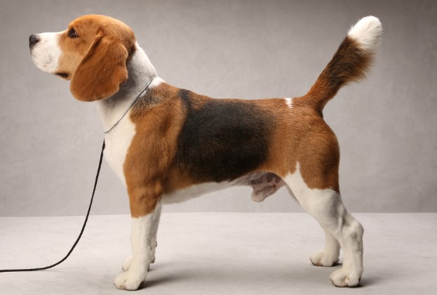 Different Types of Beagles