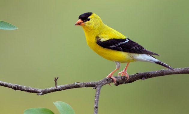 Different Types Of Finches