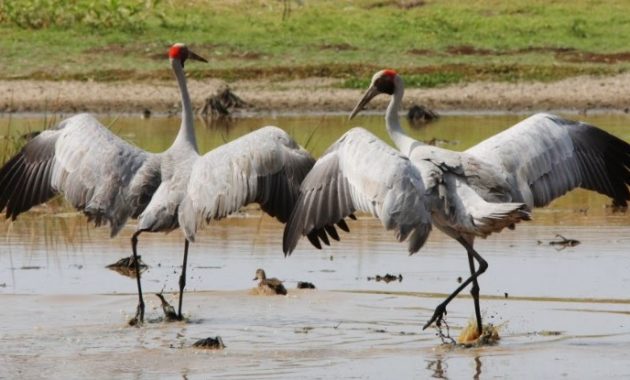 Best Dancer Birds in The World