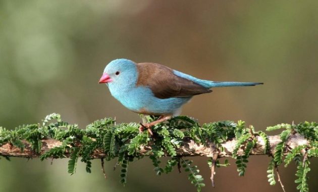 Different Types Of Finches