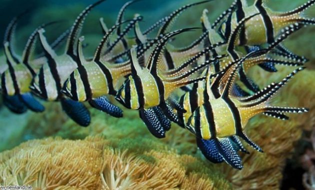 Great Barrier Reef Animals