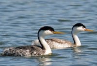 Best Dancer Birds in The World