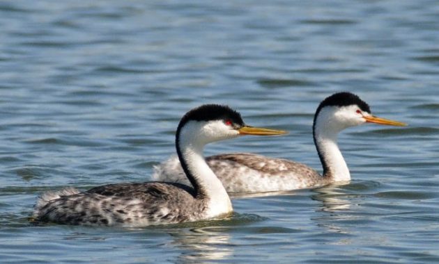 Best Dancer Birds in The World