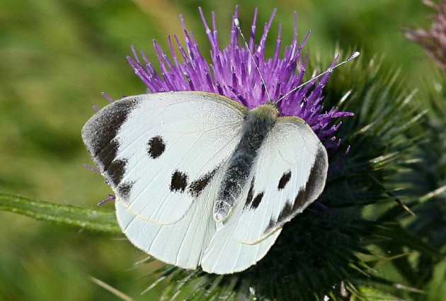 Different Type of butterfly