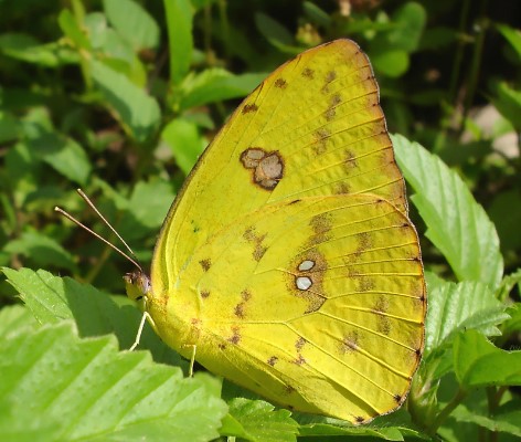 Different Type of butterfly