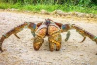 Different Types of Crab