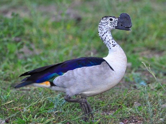 Different Types Of duck