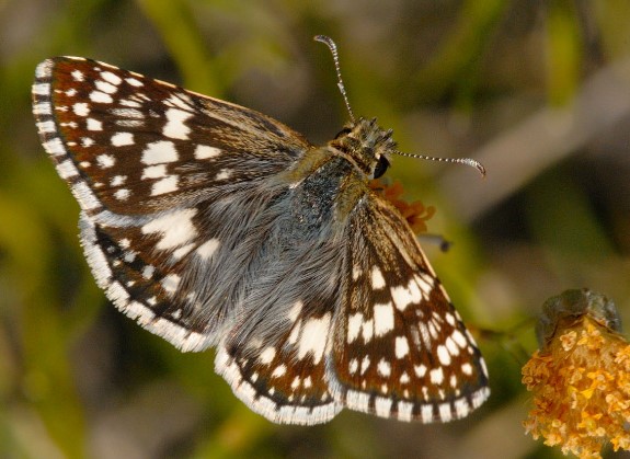 Different Type of butterfly