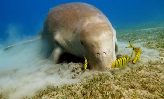 Great Barrier Reef Animals