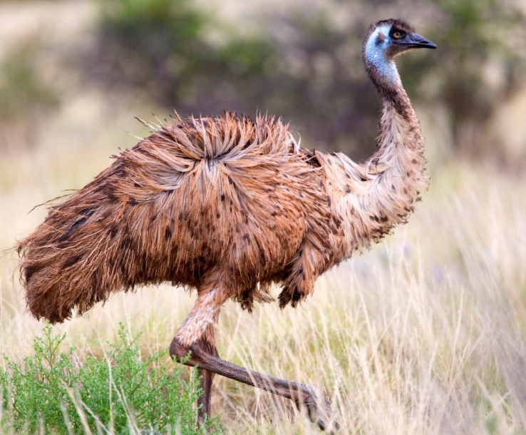 Best Dancer Birds in The World