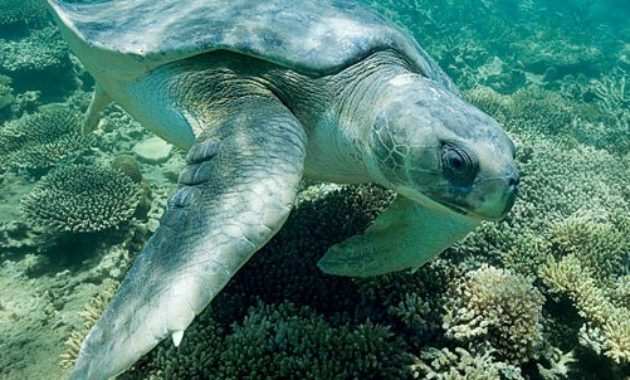 Great Barrier Reef Animals