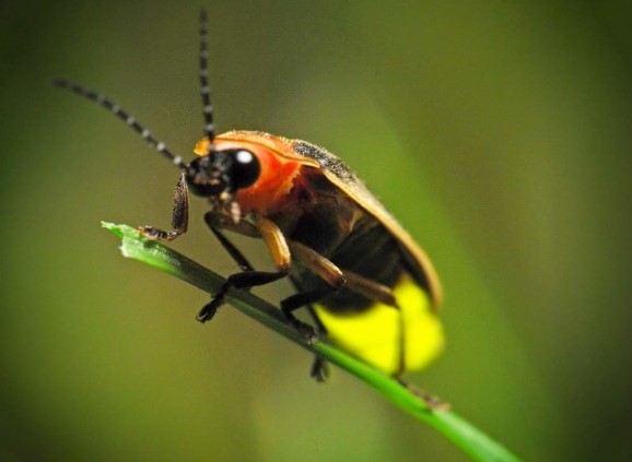 Different Types of Beetles