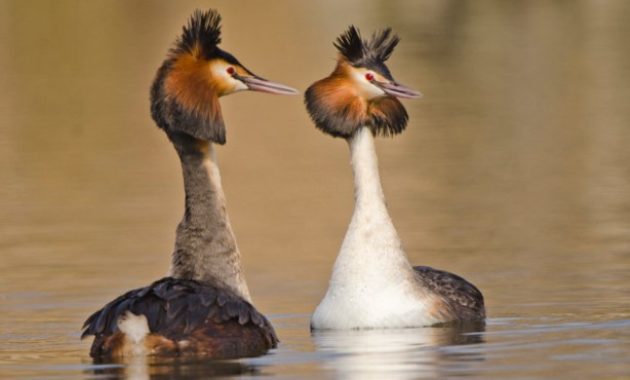 Best Dancer Birds in The World