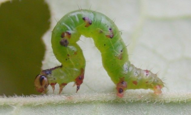 Different Types of Caterpillars