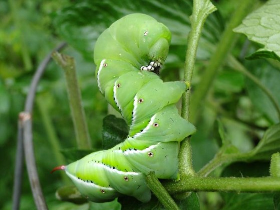 Different Types of Caterpillars