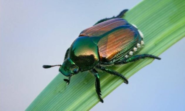 Different Types of Beetles