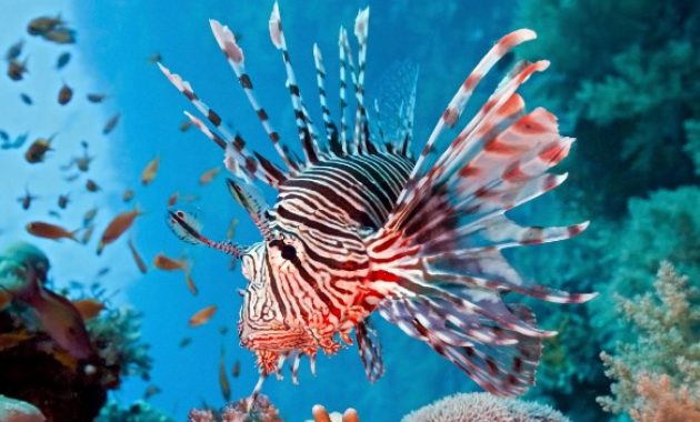 Great Barrier Reef Animals