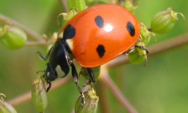 Different Types of Beetles