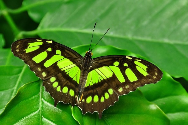 Different Type of butterfly