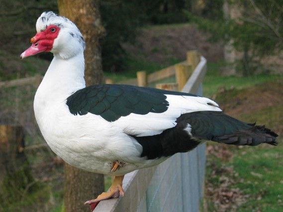 Different Types Of duck