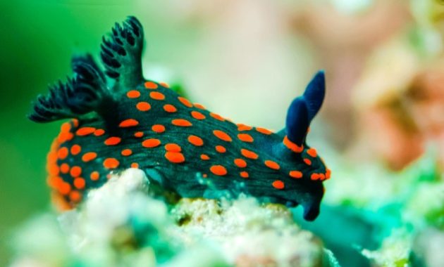 Great Barrier Reef Animals