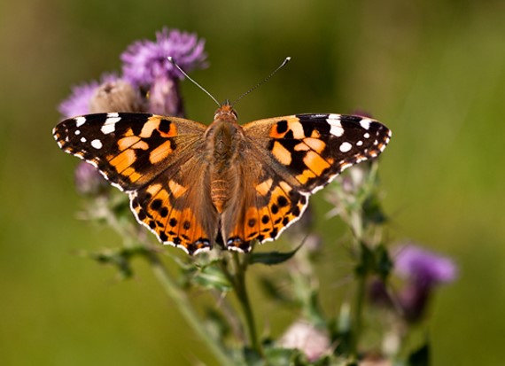 Different Type of butterfly