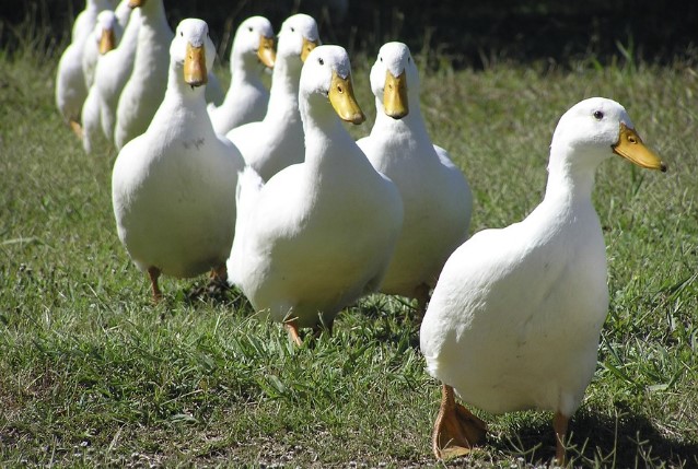 Different Types Of duck