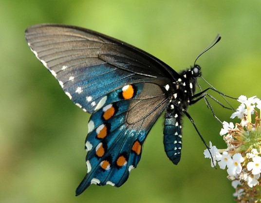 Different Type of butterfly