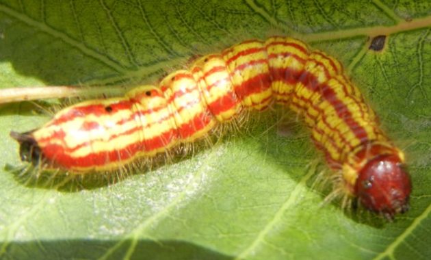 Different Types of Caterpillars