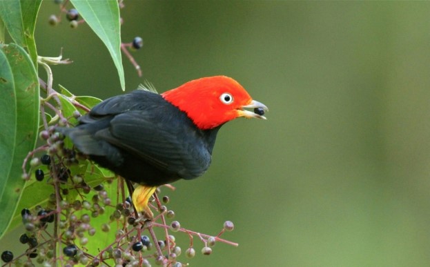 Best Dancer Birds in The World