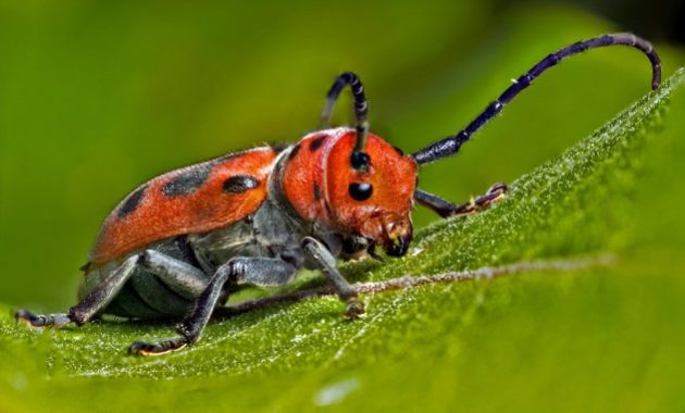 Different Types of Beetles