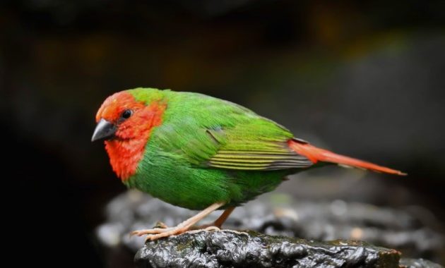 Different Types Of Finches