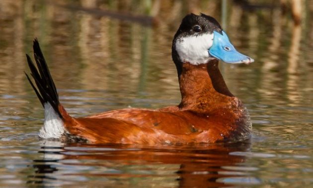 Different Types Of duck