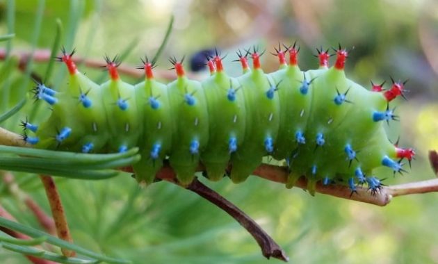 Different Types of Caterpillars