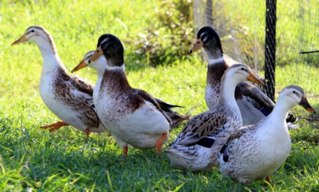 Different Types Of duck