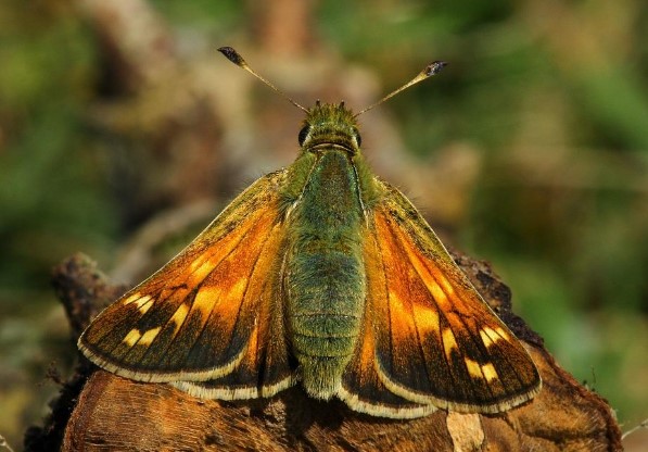 Different Type of butterfly